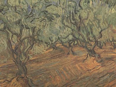 Vincent Van Gogh Olive Grove:Bright Blue Sky (nn04) France oil painting art